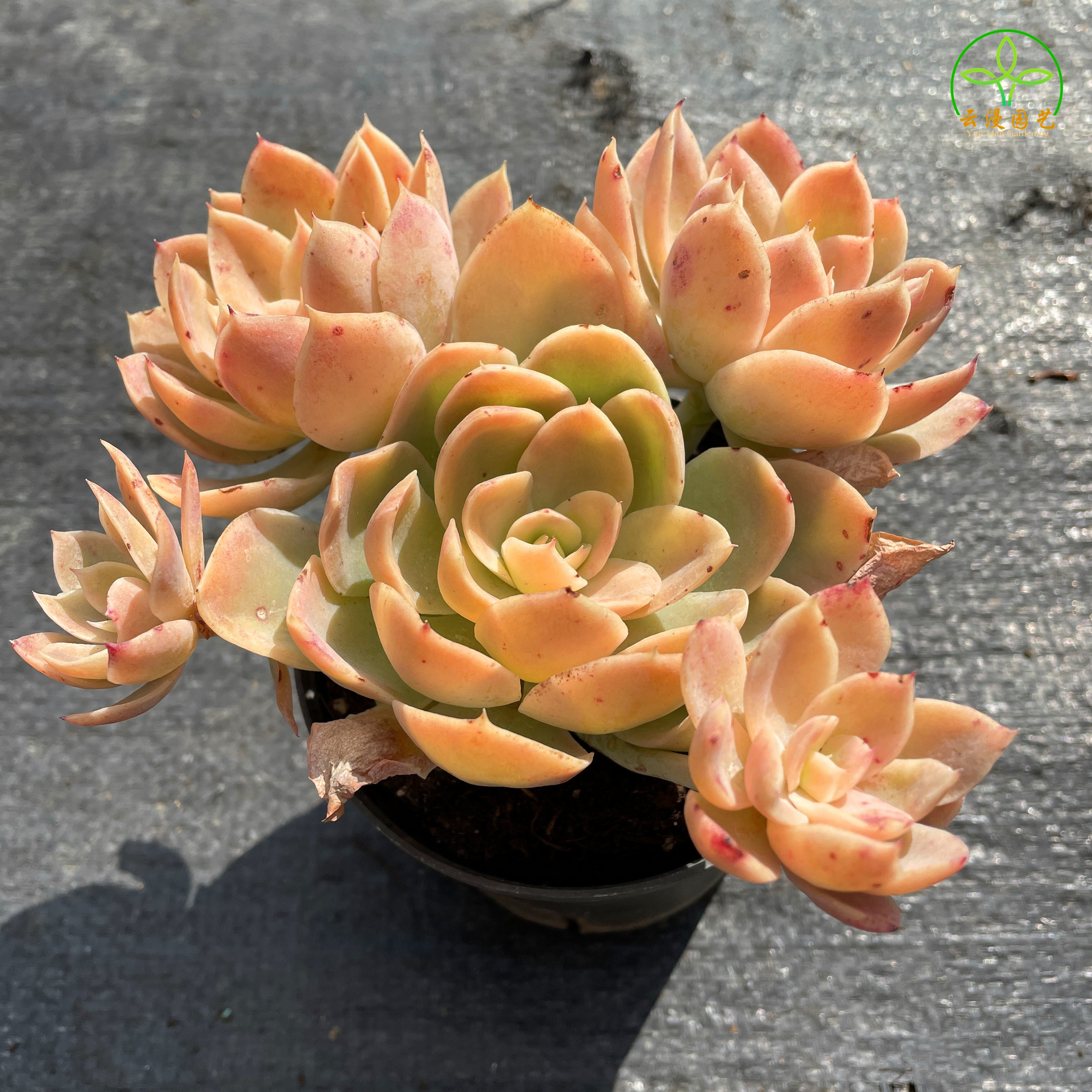 丝绸面纱红鹤 云南基地精选包邮发货 大颗群生耐寒老桩多肉植物