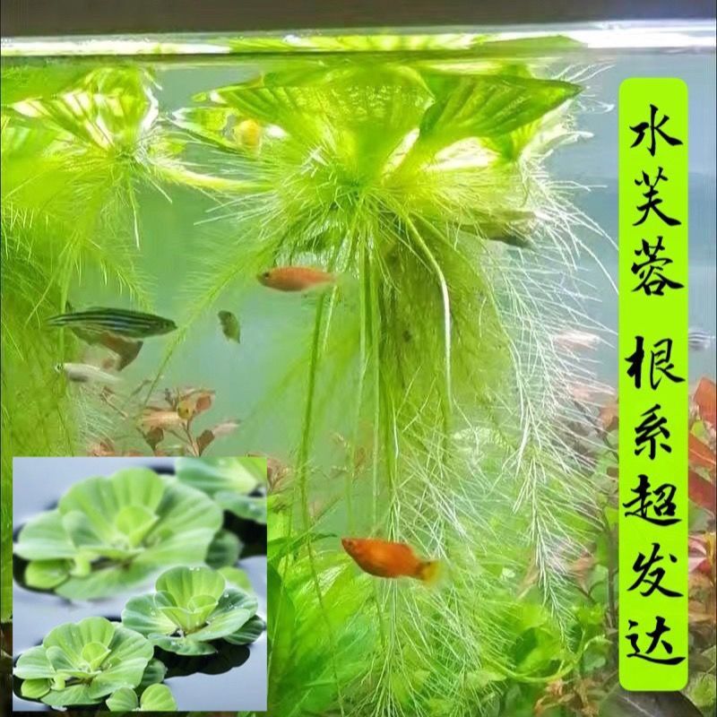 水芙蓉水浮萍浮性水草活体植物除氨净化水质鱼缸增氧懒人水培植物-图1