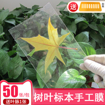 Leaf Specimen Plastic Film Cold Framed Film 6 Inch A4A6 Hand Self Adhesive Photo Paper Photo Plant Bookmark cold epidural