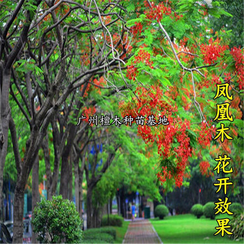 凤凰木树苗 红花楹苗 金凤花树 名贵风景树 南北方 庭院 常绿乔木 - 图3