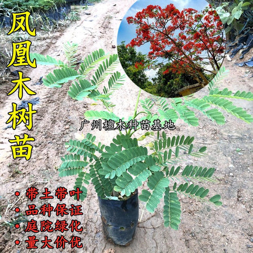 凤凰木树苗 红花楹苗 金凤花树 名贵风景树 南北方 庭院 常绿乔木 - 图2