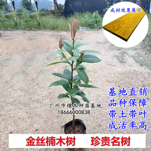 包邮名贵苗木 正宗沉香树苗海南黄花梨树苗金丝楠木苗 小叶紫檀苗 - 图0