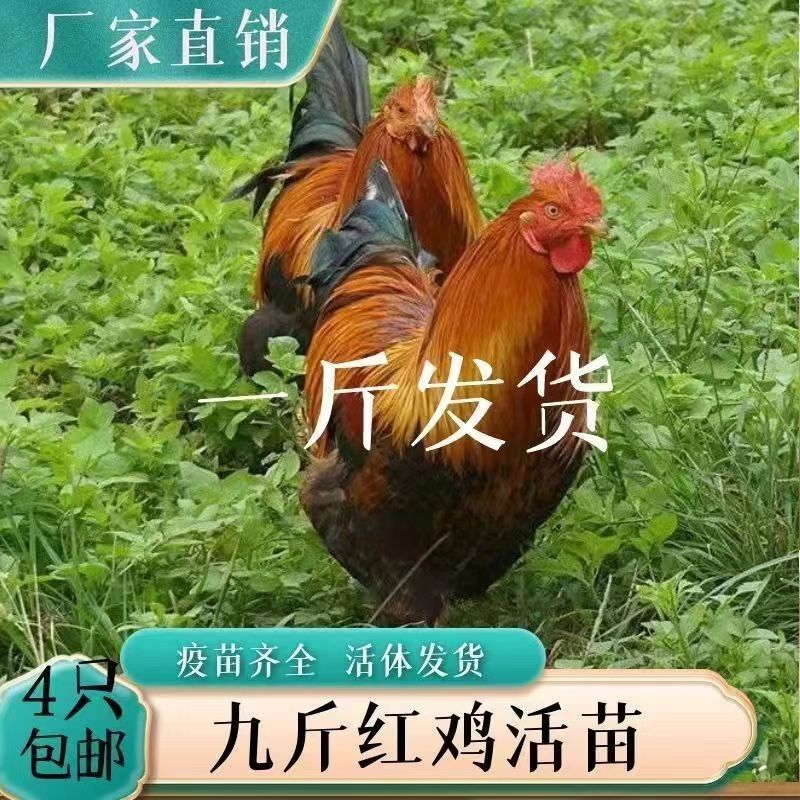 纯种一斤九斤红巨型散养大红公鸡活的红鸡活鸡母土鸡种鸡鸡脱温鸡 - 图0