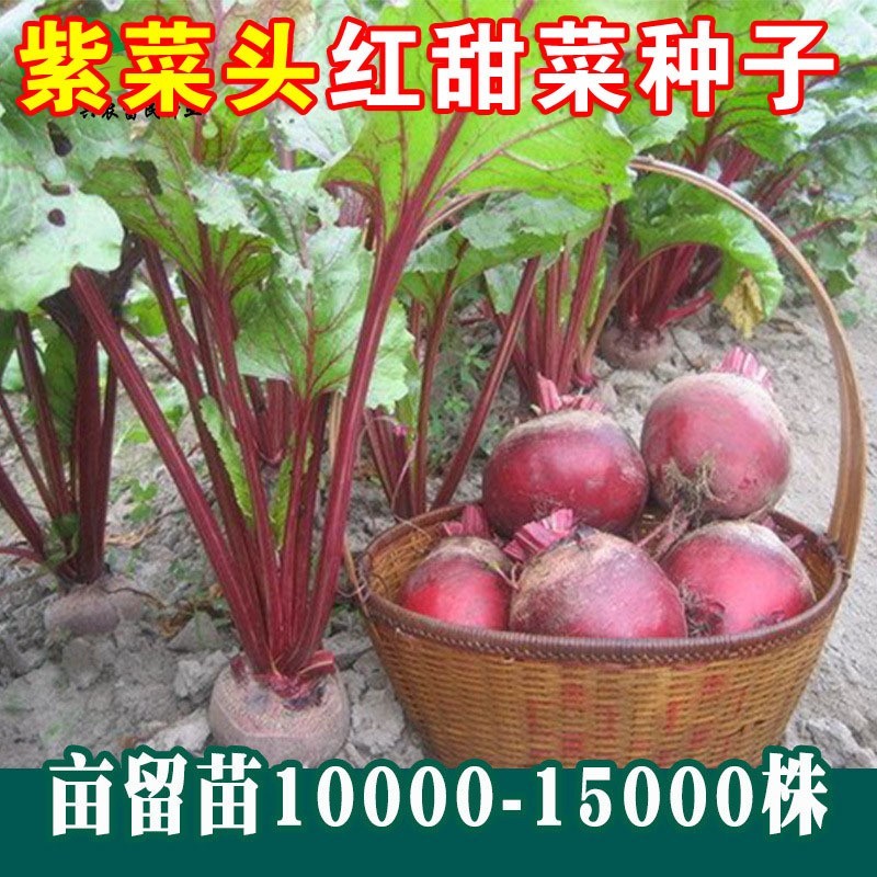 红甜菜根紫菜头糖量高榨汁四季春夏秋季菜园好吃蔬菜水果种子籽孑 - 图0