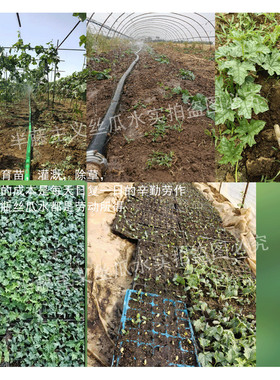 26新水农家自产丝瓜水补水喷雾