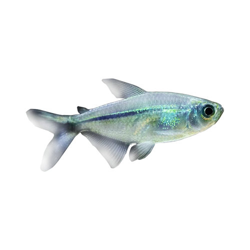 黑尾大勾鱼群游鱼小型热带观赏鱼淡水鱼大勾扯旗鱼红绿灯鱼斑马鱼 - 图3