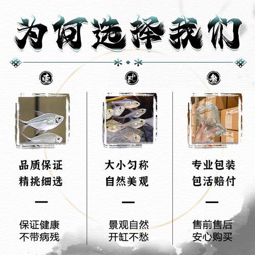 黑尾大勾鱼群游鱼小型热带观赏鱼淡水鱼大勾扯旗鱼红绿灯鱼斑马鱼 - 图1