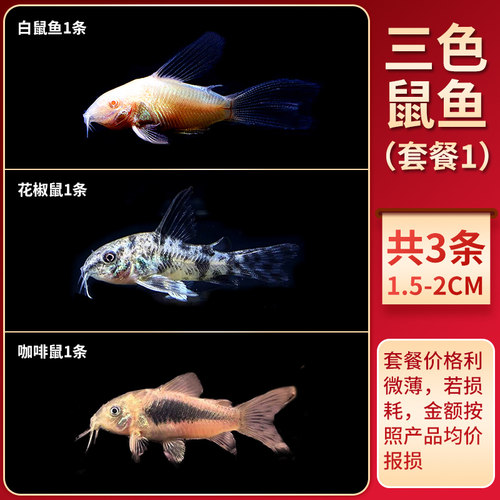 金苔鼠老鼠鱼清道夫热带观赏鱼缸活体除藻吃粪便垃圾清洁鱼工具鱼 - 图1