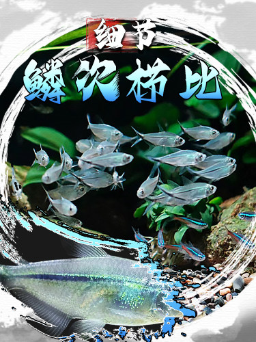 黑尾大勾鱼群游鱼小型热带观赏鱼淡水鱼大勾扯旗鱼红绿灯鱼斑马鱼 - 图2