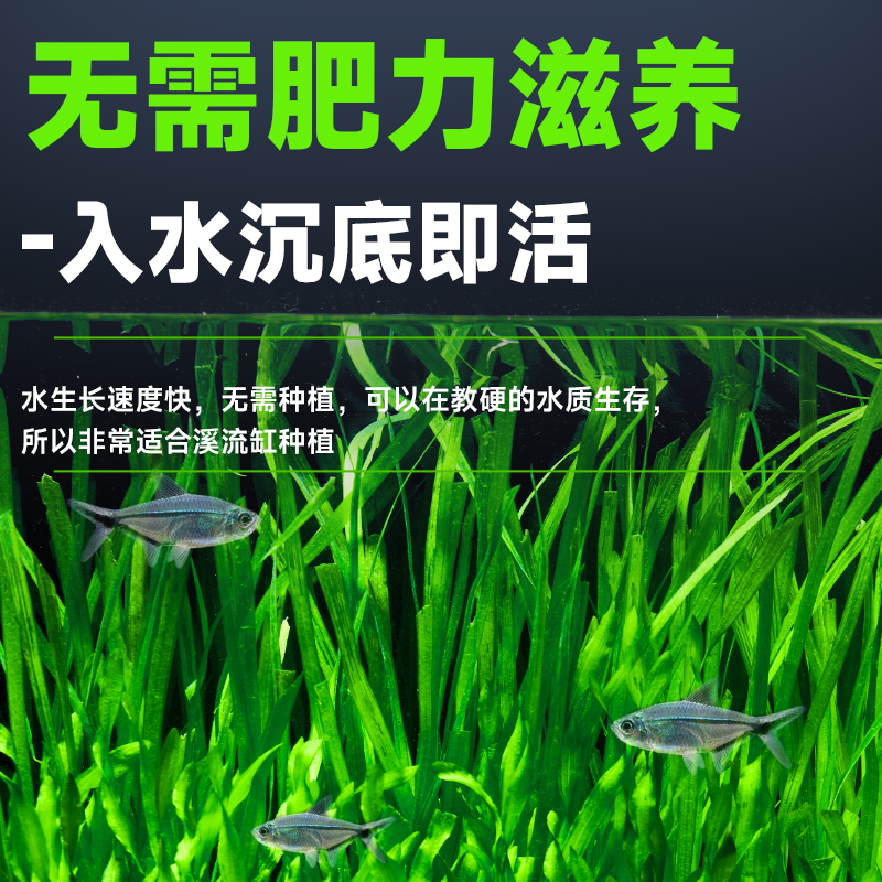 水兰水草大小水兰细叶纽兰舌兰中后景水韭菜阴性鱼缸专用水草植物