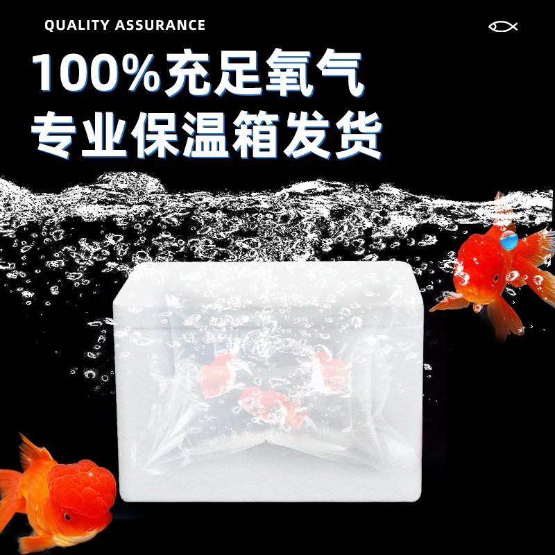 金鱼活鱼苗观赏鱼小型冷水鱼鸿运当头好养耐活淡水鱼兰寿泰狮锦鲤,淘宝优惠券,粉丝福利购,淘宝优惠卷