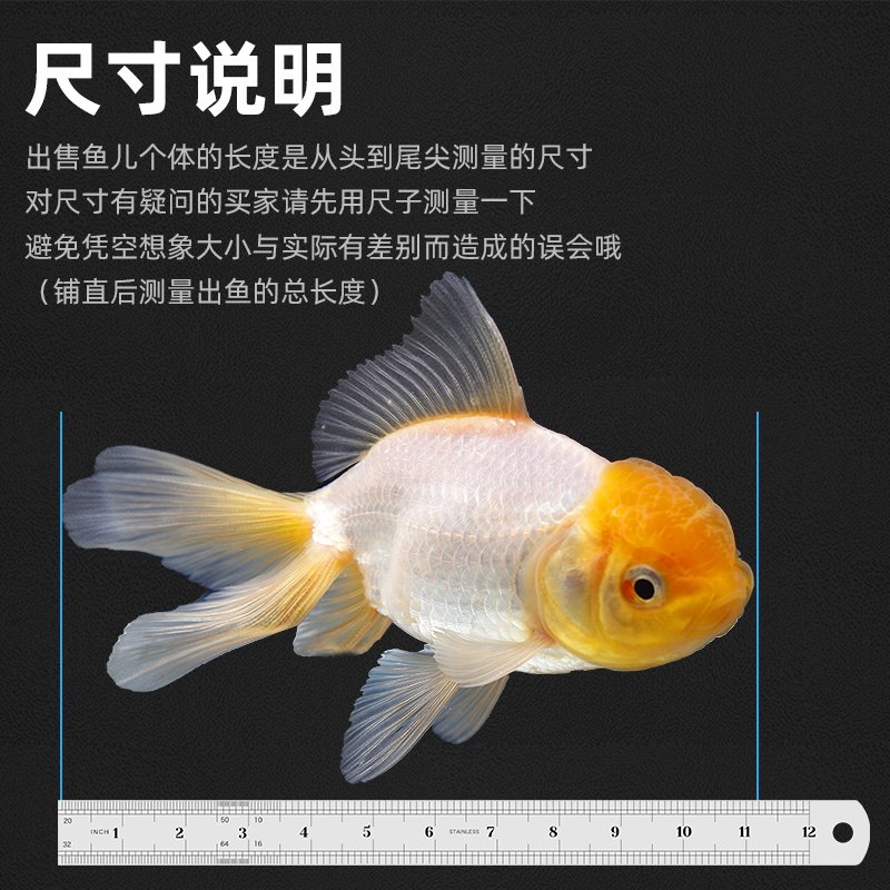 金鱼活鱼苗观赏鱼小型冷水鱼鸿运当头好养耐活淡水鱼兰寿泰狮锦鲤,淘宝优惠券,粉丝福利购,淘宝优惠卷