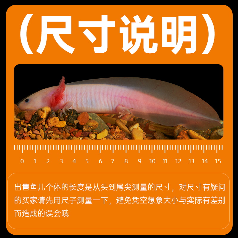 六角恐龍魚蠑螈寵物魚活體冷水魚淡水觀賞魚美西螈好養易活網紅魚_意品寵物用品專營店_寵物/寵物食品及用品