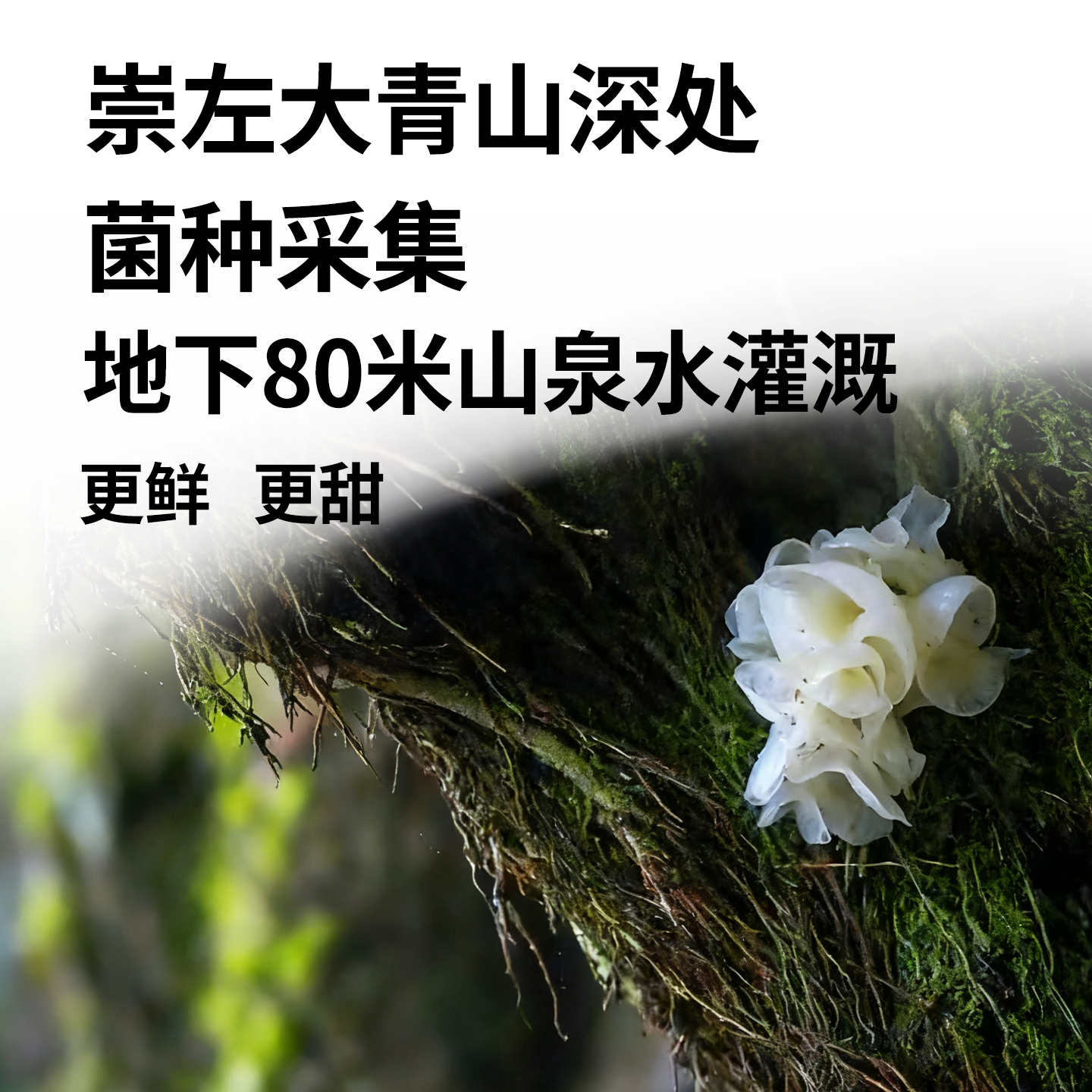 【林弘堂有机银耳】银耳干货无硫易出胶官方旗舰店银耳干货 - 图1