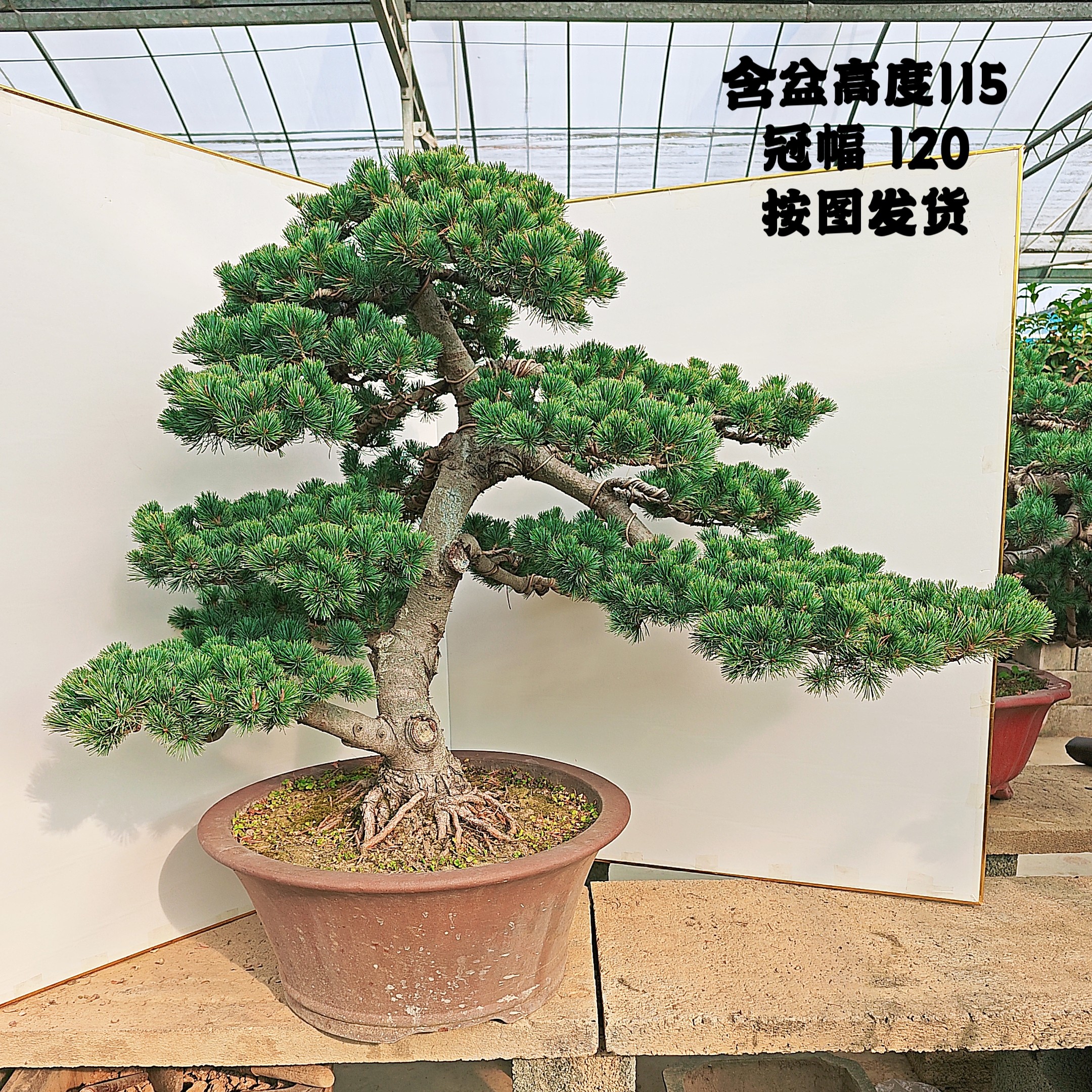 中大型五针松黑松盆景阳台庭院假山老桩迎客松四季常青造型优美,淘宝优惠券,粉丝福利购,淘宝优惠卷