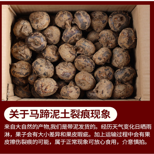 新鲜马蹄广西荔浦正宗现挖地梨菩荠爽脆甜无渣中大果生吃孕妇水果 - 图2
