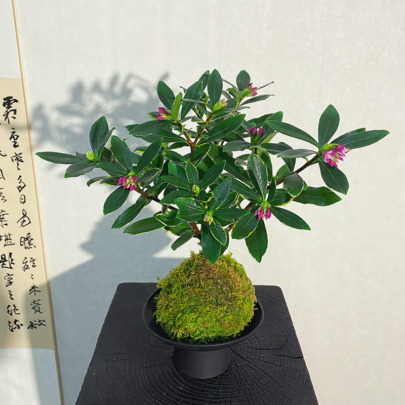 【瑞香】苔藓球新中式花开香满屋(带花苞)绿植禅意微景观 - 图2