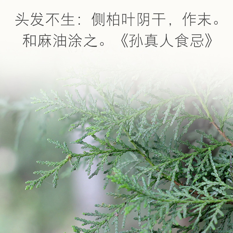 2斤新鲜侧柏叶纯嫩叶侧柏叶冬青叶侧柏叶鲜洗发生发增发水生发_虎窝淘