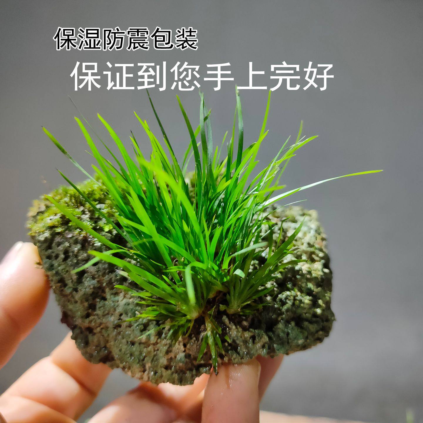 绿植室内盆栽吸水石菖蒲附石苔藓微景观桌面水培水陆缸造景,淘宝优惠券,粉丝福利购,淘宝优惠卷