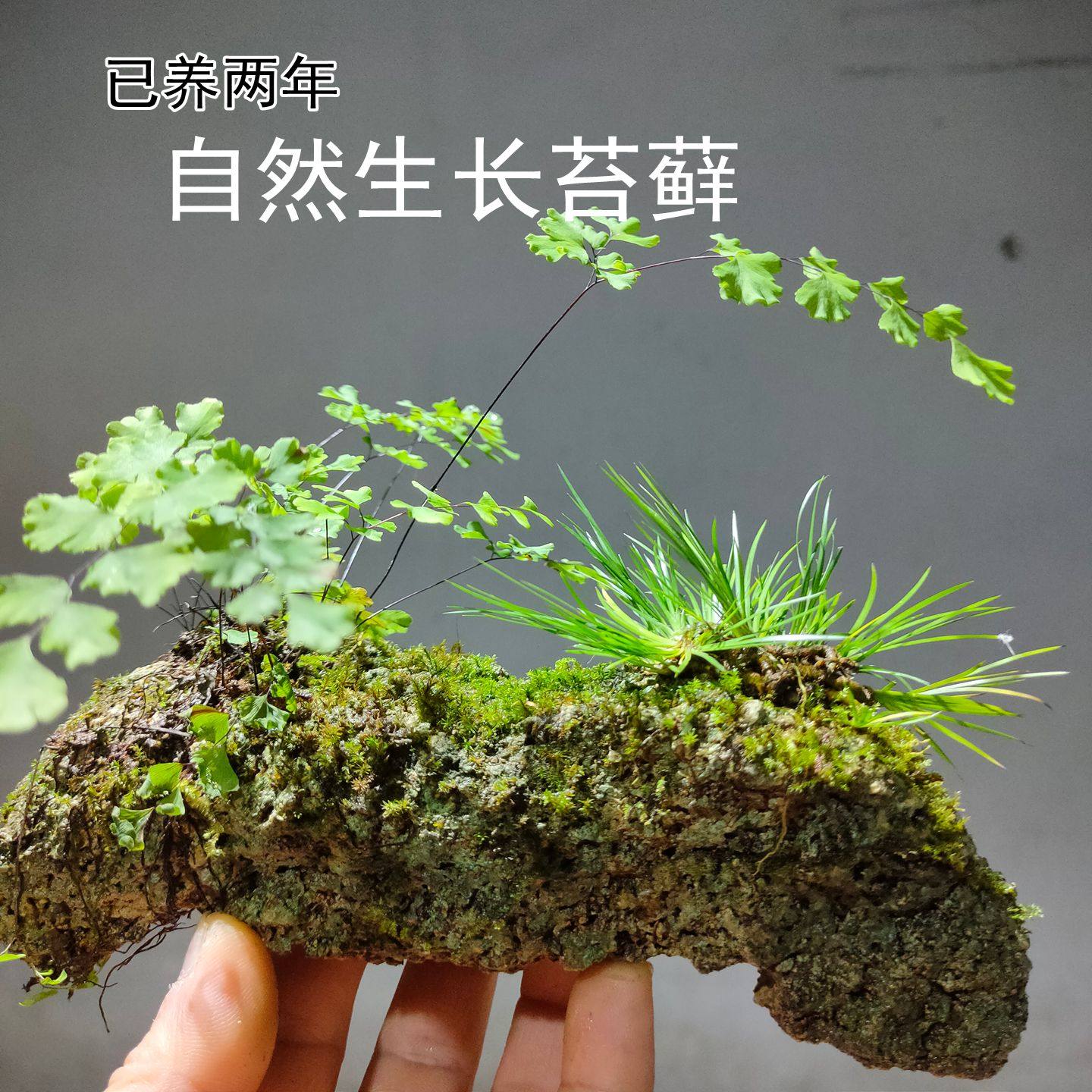 绿植室内盆栽吸水石菖蒲附石苔藓微景观桌面水培水陆缸造景,淘宝优惠券,粉丝福利购,淘宝优惠卷