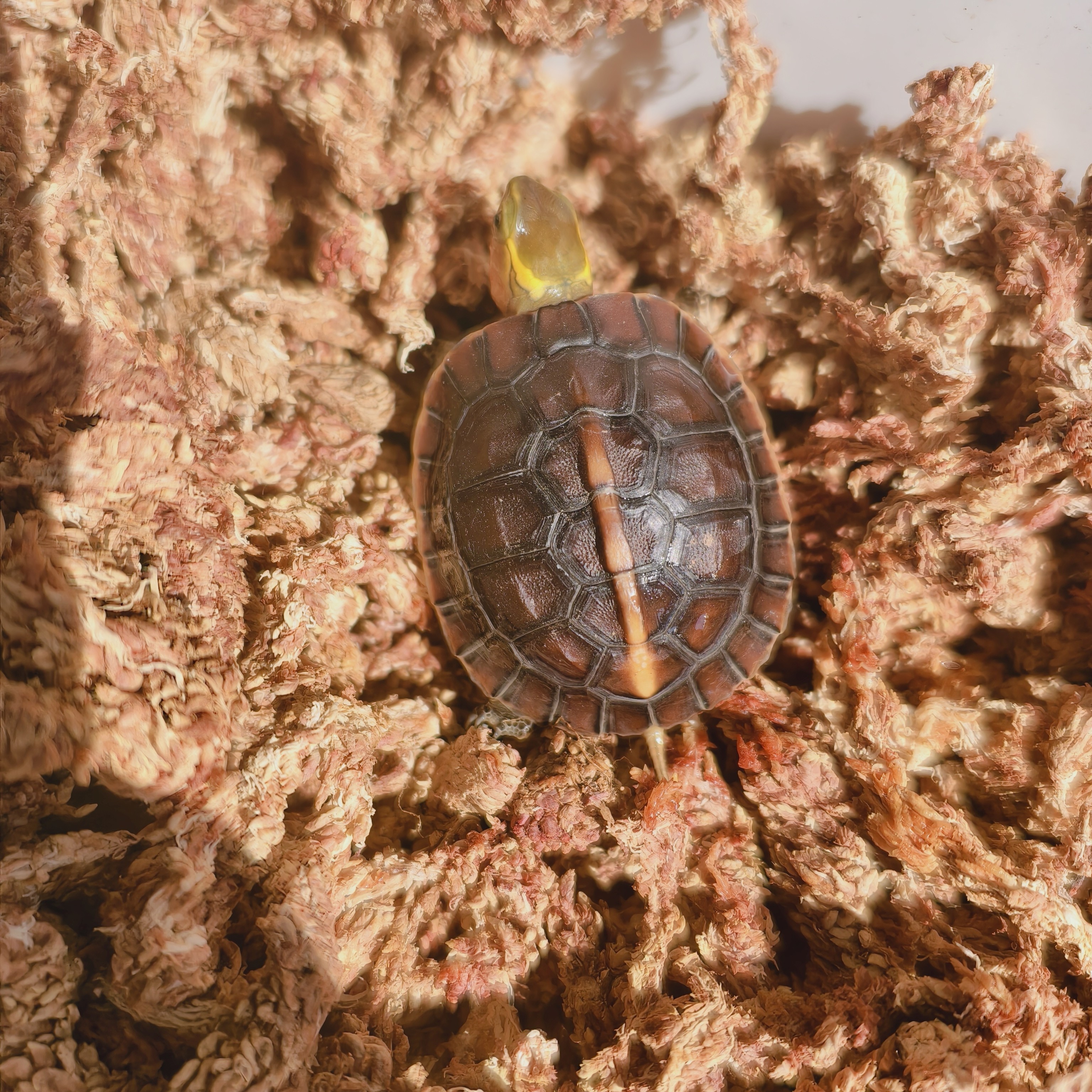 黄缘龟冬眠过冬垫材乌龟冬眠用品饲养箱智利水苔保湿透气,淘宝优惠券,粉丝福利购,淘宝优惠卷