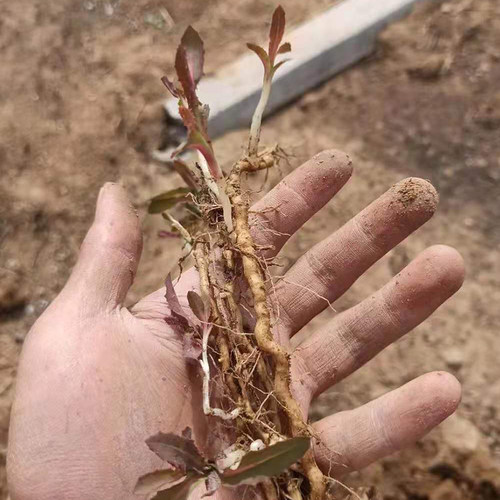 曲麻菜根现挖苦苦菜根山东省特产曲曲菜根新鲜苣买菜根500克包邮 - 图1