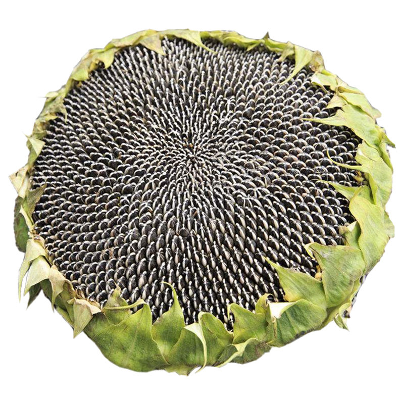 食用向日葵种子种籽高产矮葵花油葵种籽四季观赏盆栽幼苗孑籽种苗,淘宝优惠券,粉丝福利购,淘宝优惠卷