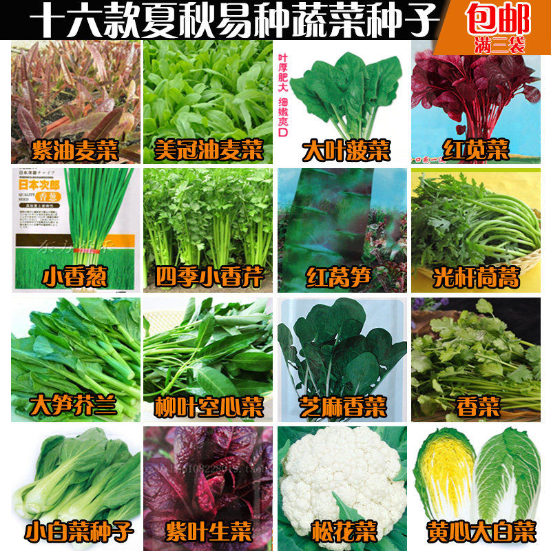 包邮四季青菜种子小白菜秋季蔬菜阳台盆栽菠菜四季播种简单易种 小编推荐 Wepost 全民代运 马来西亚中国淘宝代运与集运专家
