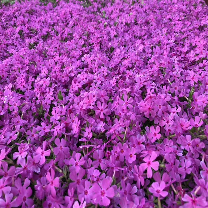 芝樱花苗丛生福禄考花苗四季易种花苗庭院绿化工程花海耐寒耐旱苗-图3