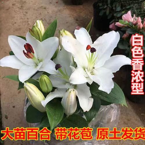 香水百合鲜花浓香型盆栽带花苞客厅室内易养型净化空气防辐射花苗