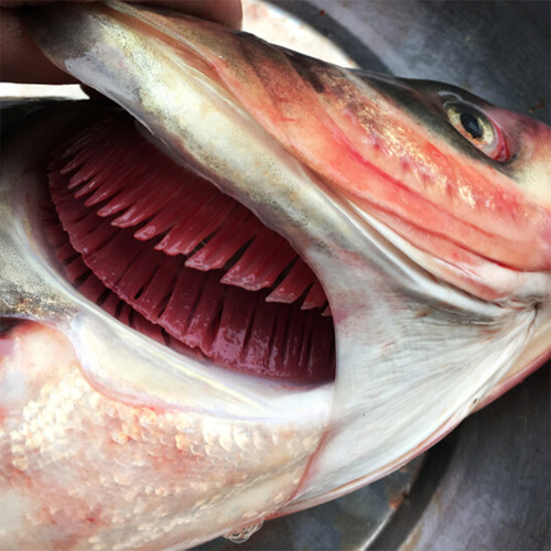 3-10斤/新鲜花链鱼头胖头鱼头千岛湖风味鱼头鳙鱼头淡水鱼头剁椒 - 图0