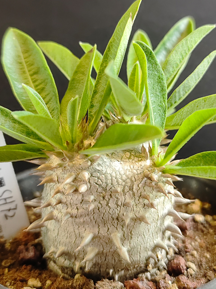 绿阳新意惠比大黑Pachypodium brevicaule X densiflorum多肉块根 - 图1