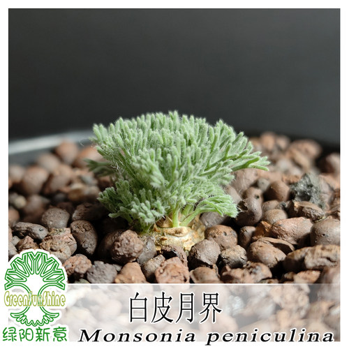 绿阳新意 白皮月界Monsonia peniculina牻牛儿苗科块根植物带盆发 - 图3