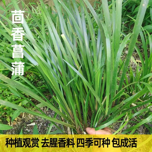 贵州山奈可盆栽土植水养五香草沙姜狗回香菖蒲随手香耐寒绿植盆景-图0