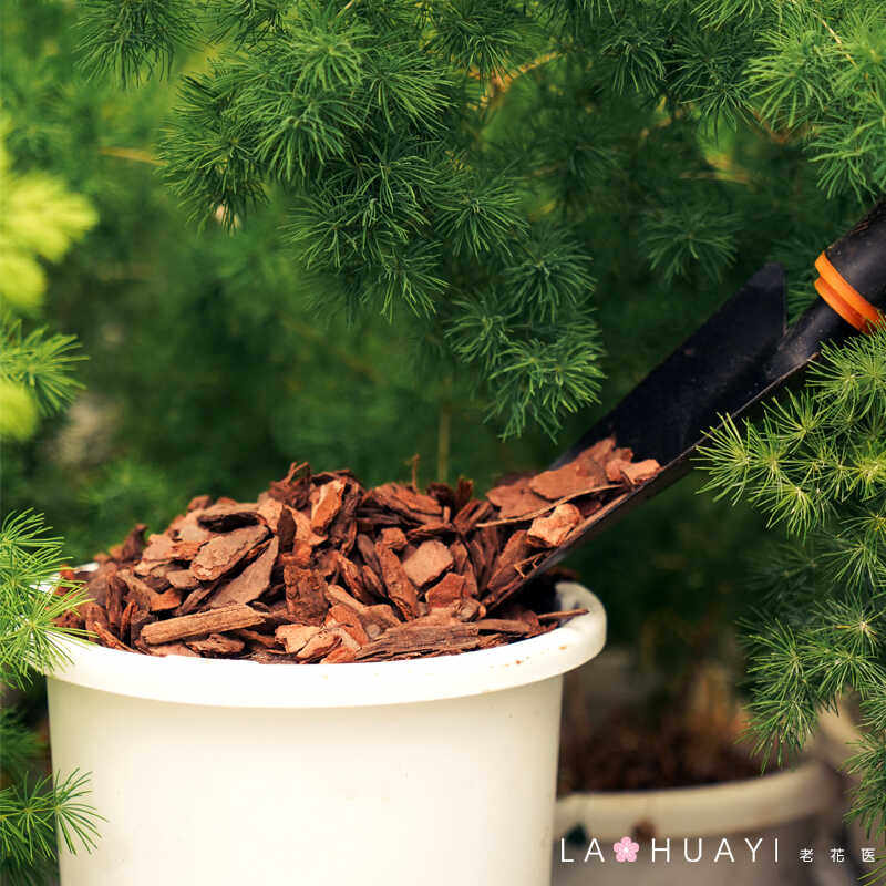 松鳞树皮腐熟大块发酵兰花栽培基质兰科专用营养土,淘宝优惠券,粉丝福利购,淘宝优惠卷