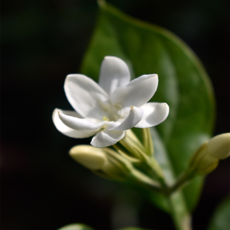 【老花医】笔尖茉莉盆栽花卉室内阳台绿植多年生独棵棒棒糖开花香 - 图3