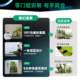 Simulated Podocarpus artificial trees and green plants for landscaping