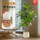 Living room Brazilian wood sofa side decoration simulated green plants