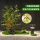 Simulated bamboo green plant landscaping Zen landscape