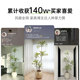 Simulated green plants indoor living room sofa side green plant potted plants