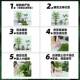 Simulated green plant landscaping combination interior decoration