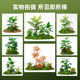 Simulated green plant landscaping combination indoor display window