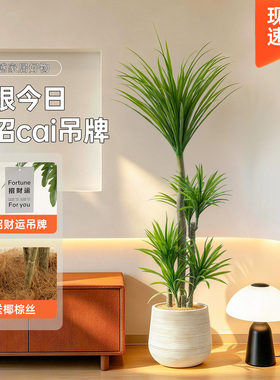【央妈推荐】高级仿真植物盆栽