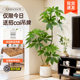Simulated green plants, large-leaf umbrellas, potted plants, living room sofa, large artificial tree ornaments, floor-standing decoration, indoor advanced landscaping