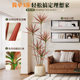 Recommended green plants in the living room: simulated thousand-year-old wood