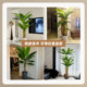 Xiaohongshu blogger recommends simulated green plants