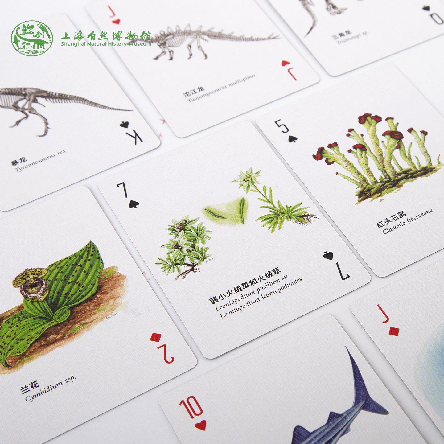 上海自然博物馆文创扑克牌 美绘自然文艺/生命长河艺术纸牌礼品