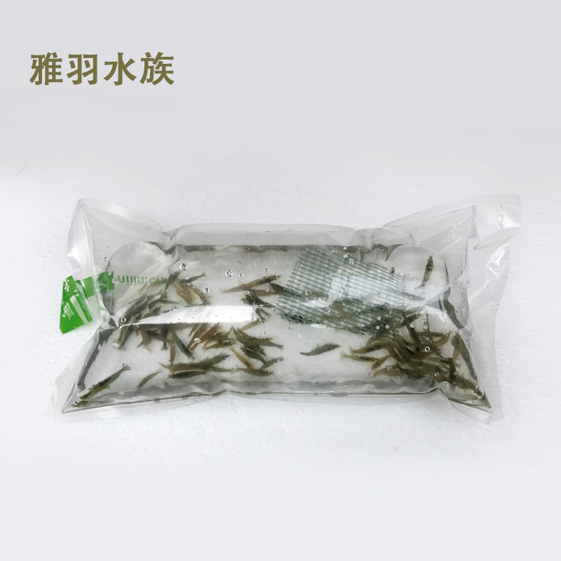 黑壳虾除藻虾活体宠物清洁水草虾饲料工具虾鱼缸小草缸造景观赏虾-图0