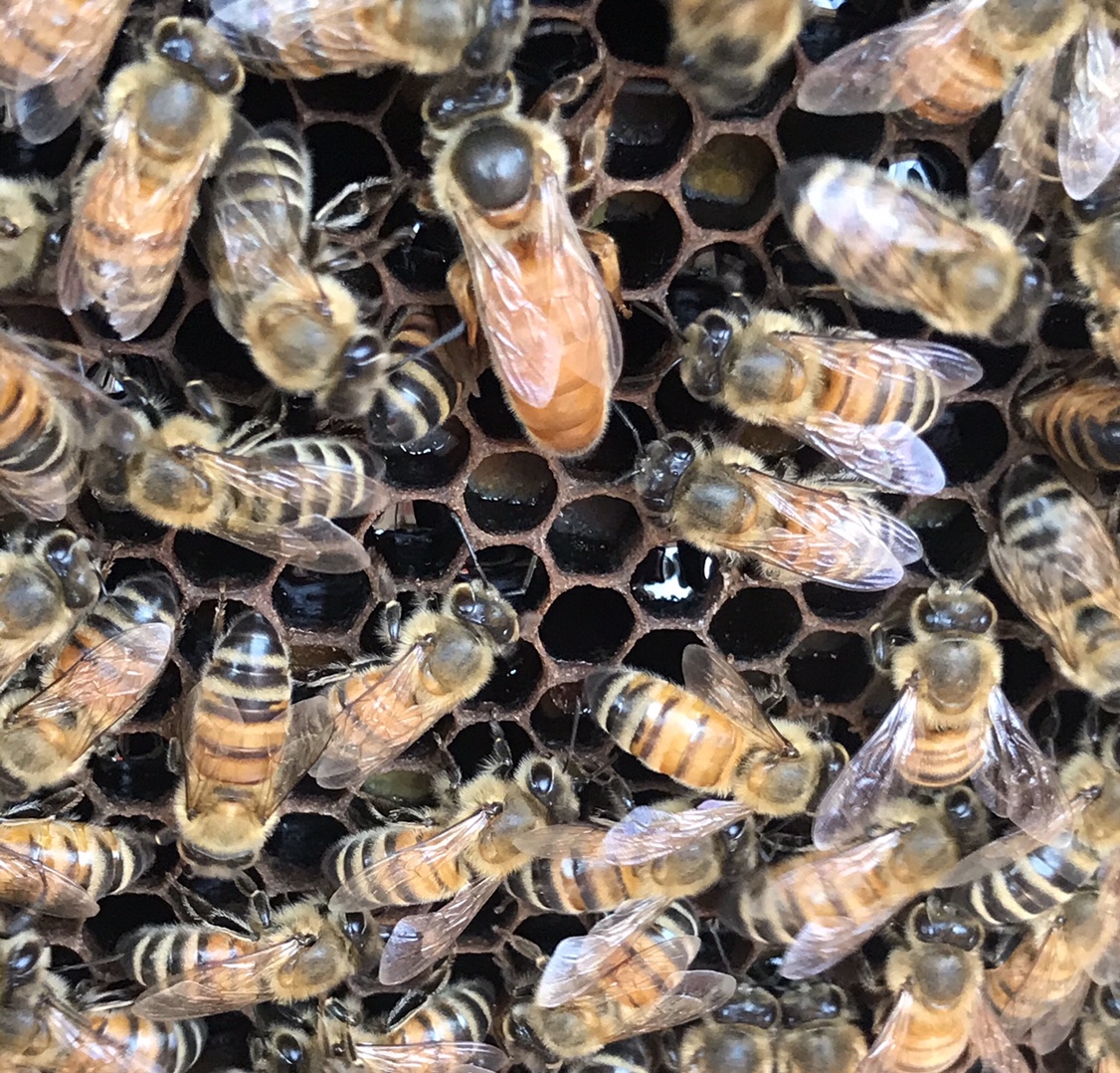 一代黄金䘔蜂王意蜂蜂群意蜂蜂王意蜂开产新王喀尔巴仟蜜型蜂王-图2