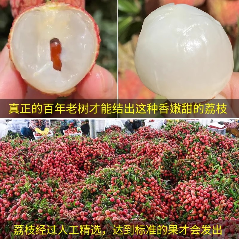 现摘广东茂名白糖罂荔枝新鲜应当季水果王桂妃子纯甜味笑顺丰包邮 - 图3